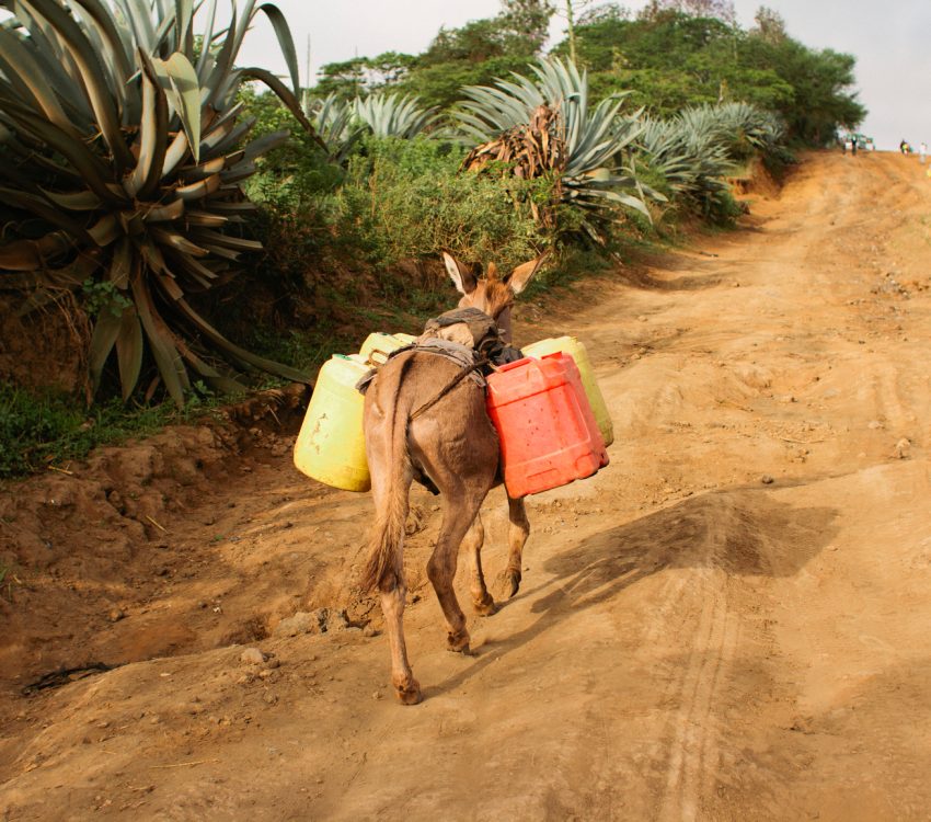 Donkey carries jugs of water down dirt road from the water hole back to his masters residence.